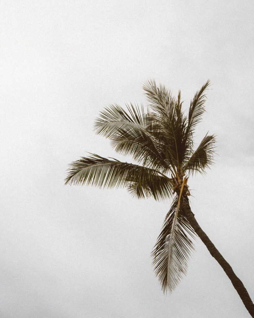 green palm tree under white sky