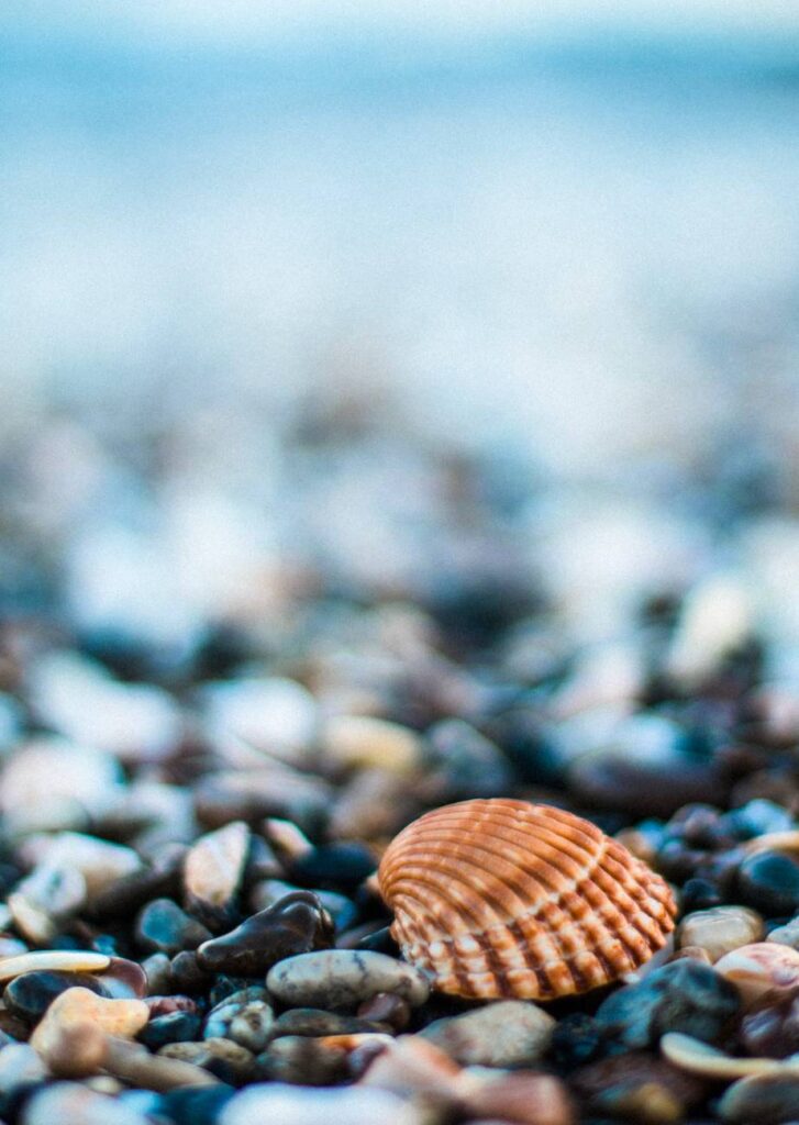 wet stones on beach with seashell